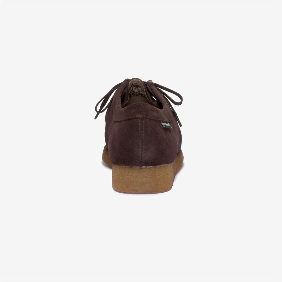 koala brown-gum